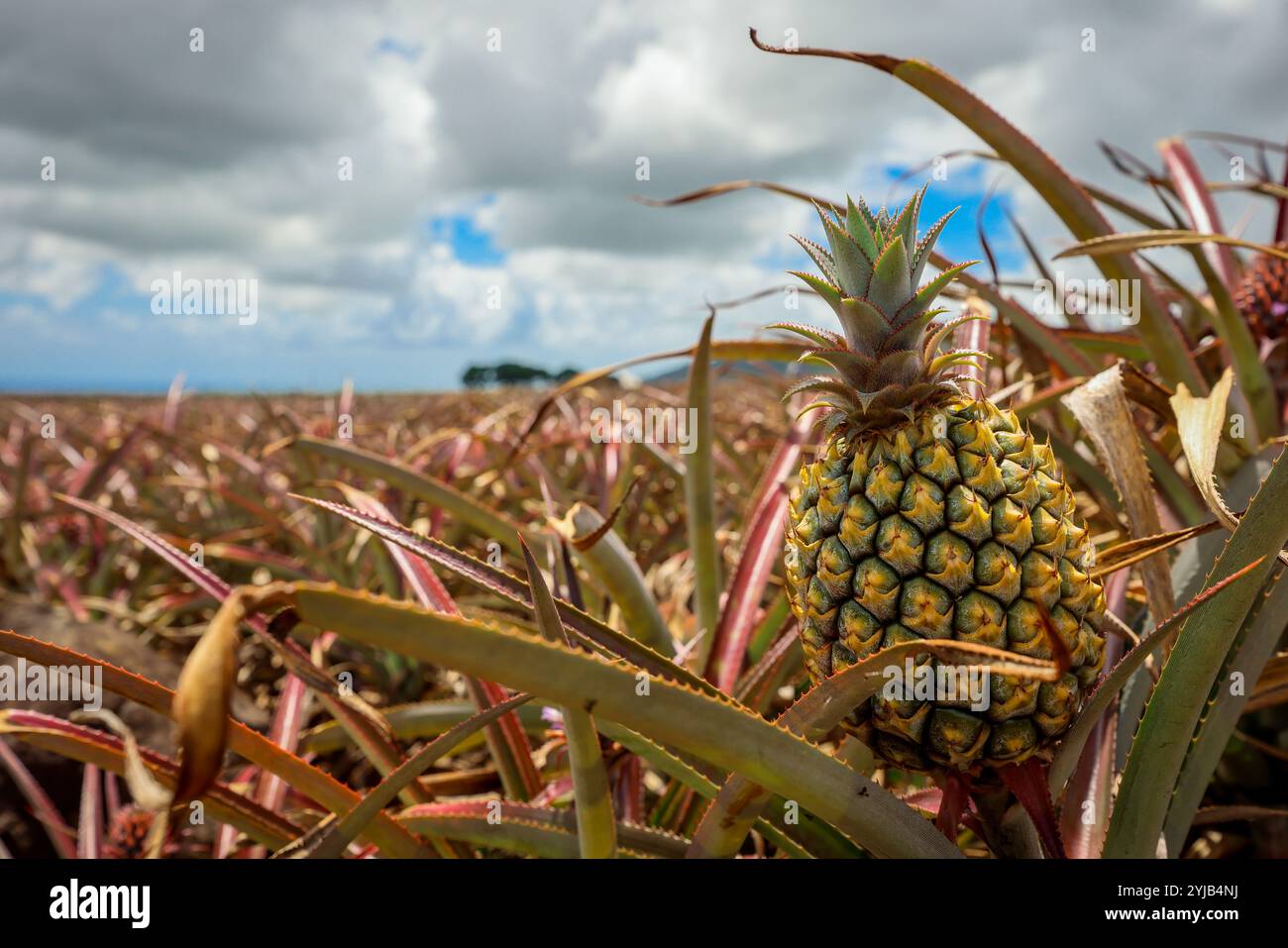 Eine Ananas wächst im üppigen Grün eines Feldes auf Mauritius. Stockfoto