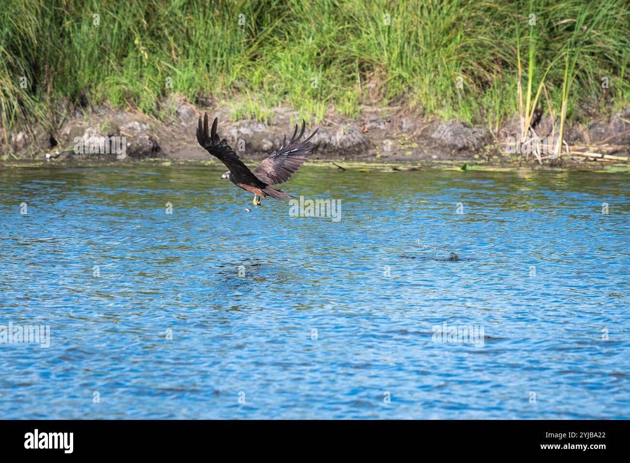 Ein gemeiner Bussard (Buteo buteo) stürzt herunter, um seine Beute in einer ruhigen Umgebung am See zu fangen. Stockfoto