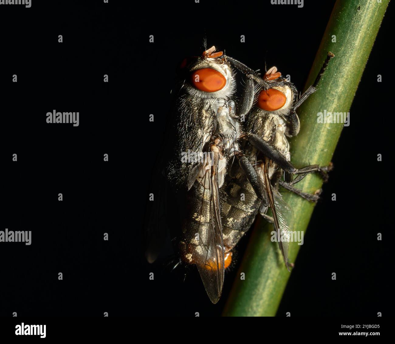 Die Hausfliege ist eine Fliege der Unterordnung Cyclorrhapha. Sie stammt möglicherweise aus dem Nahen Osten und verbreitete sich auf der ganzen Welt als Kommensal von Menschen. Stockfoto