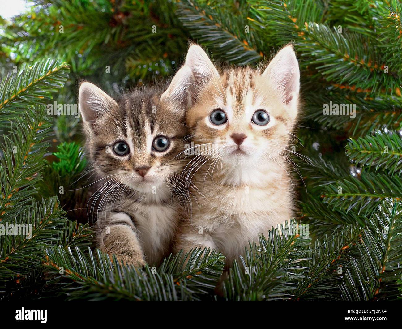 Zwei Kätzchen in einem weihnachtsbaum Stockfoto