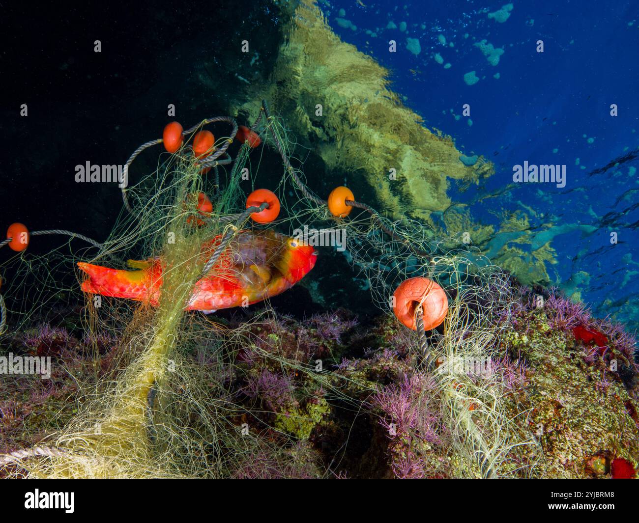 Papageienfische in Fischernetzen verwickelt Stockfoto