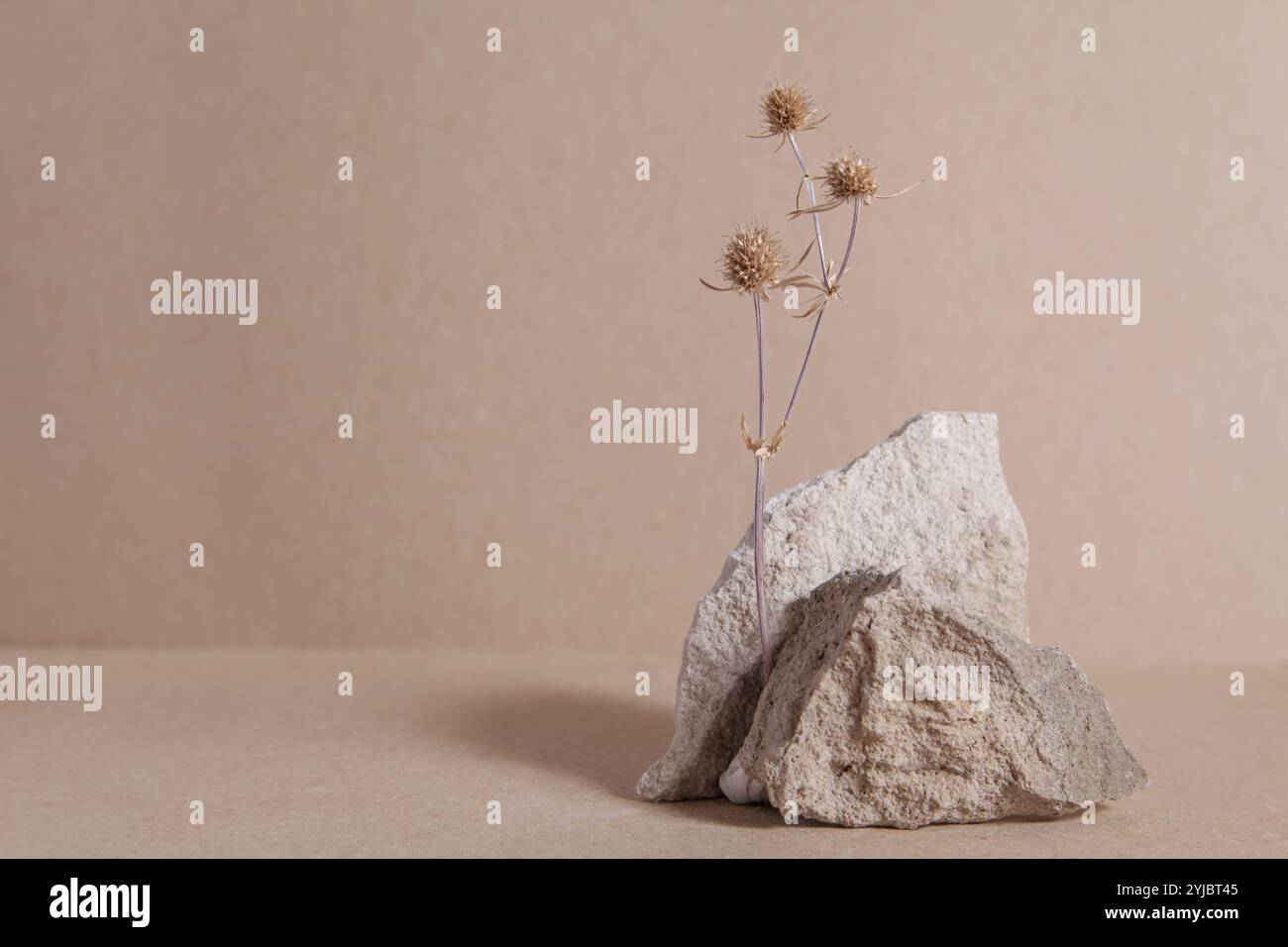 Abstrakte Naturszenen-Zusammensetzung von Steinen getrocknete Blumen, Steinpodium-Produktplatzierungskonzept auf Biege-Hintergrund. Innendesign. Kopierraum. Stockfoto