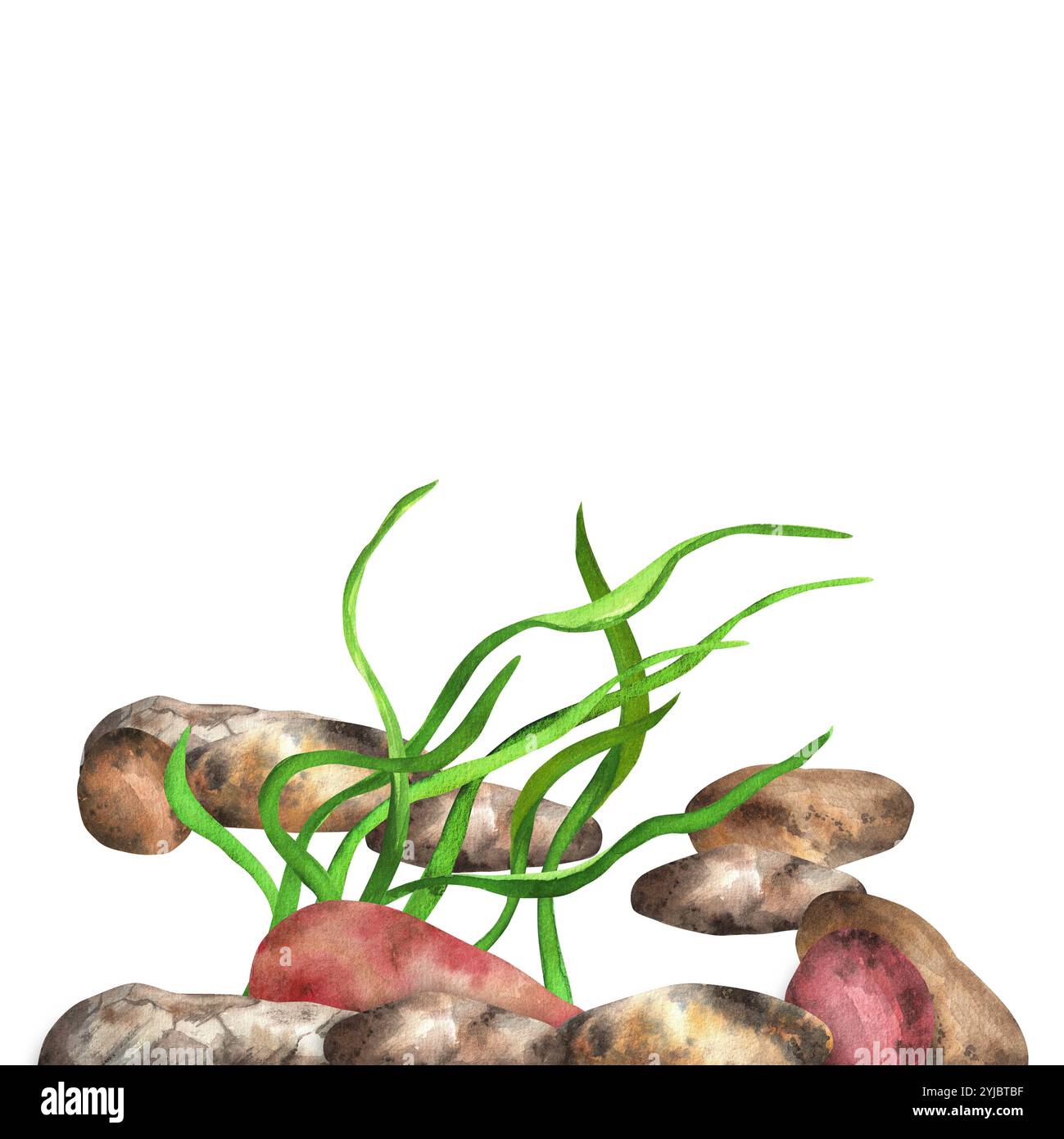 Flusssteine und Algen. Fluss, See, Meeresboden. Sea Clipart. Handgezeichnete Aquarellillustration Stockfoto