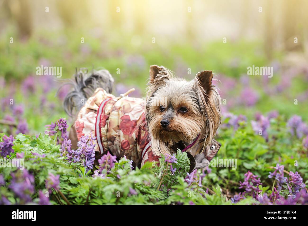 Pelz Hoodie kleine Hundemäntel für Winter Haustier Kleidung Jacke. Yorkshire Terrierhund auf dem Hintergrund der Frühlingsblumen im Wald Stockfoto