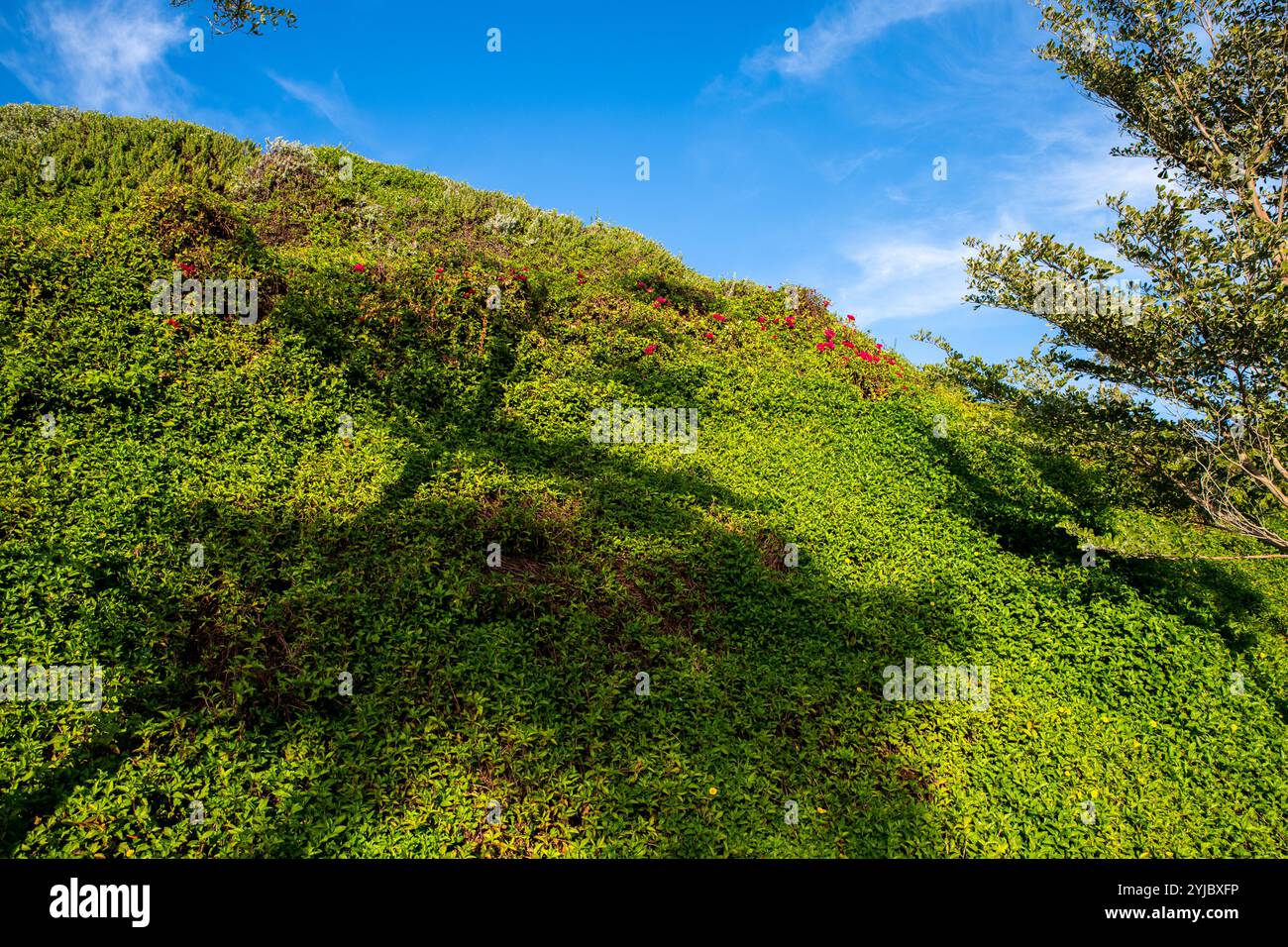 Doha, Katar - 17. Dezember. 2021.Katara Green Hills - Park in Katar. Stockfoto