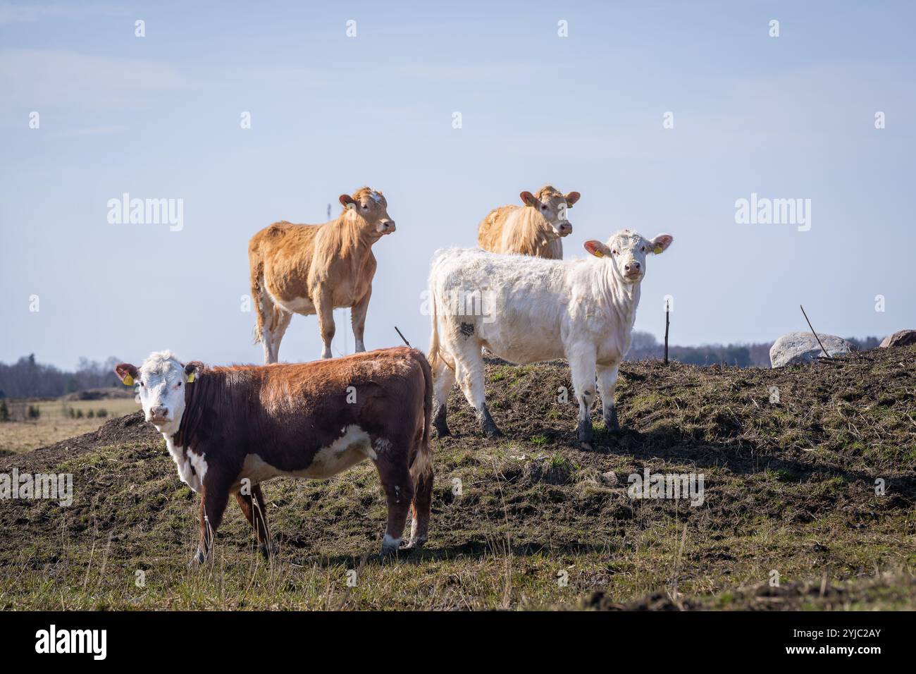 Hereford- und Charolais-Katzenrinde mit Frühlingshintergrund. Hereford- und Charolais-Rinderkälber auf Küstenwiesen. Stockfoto