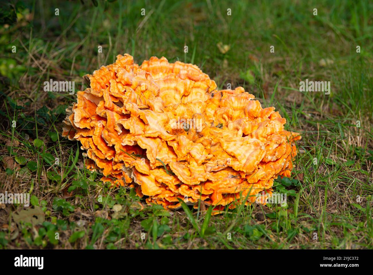 Großer gemeiner Schwefelporling-Pilz, der auf einer Wiese wächst, Laetiporus sulphureus, Klammerpilz Stockfoto