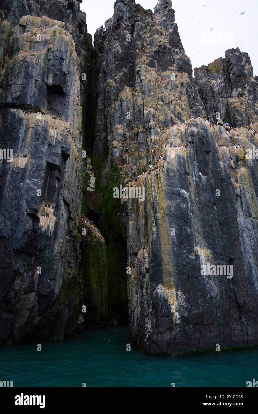 Die spektakuläre Alkefjellet Klippe mit Guillemots, Doleritsäulen, Svalbard Stockfoto