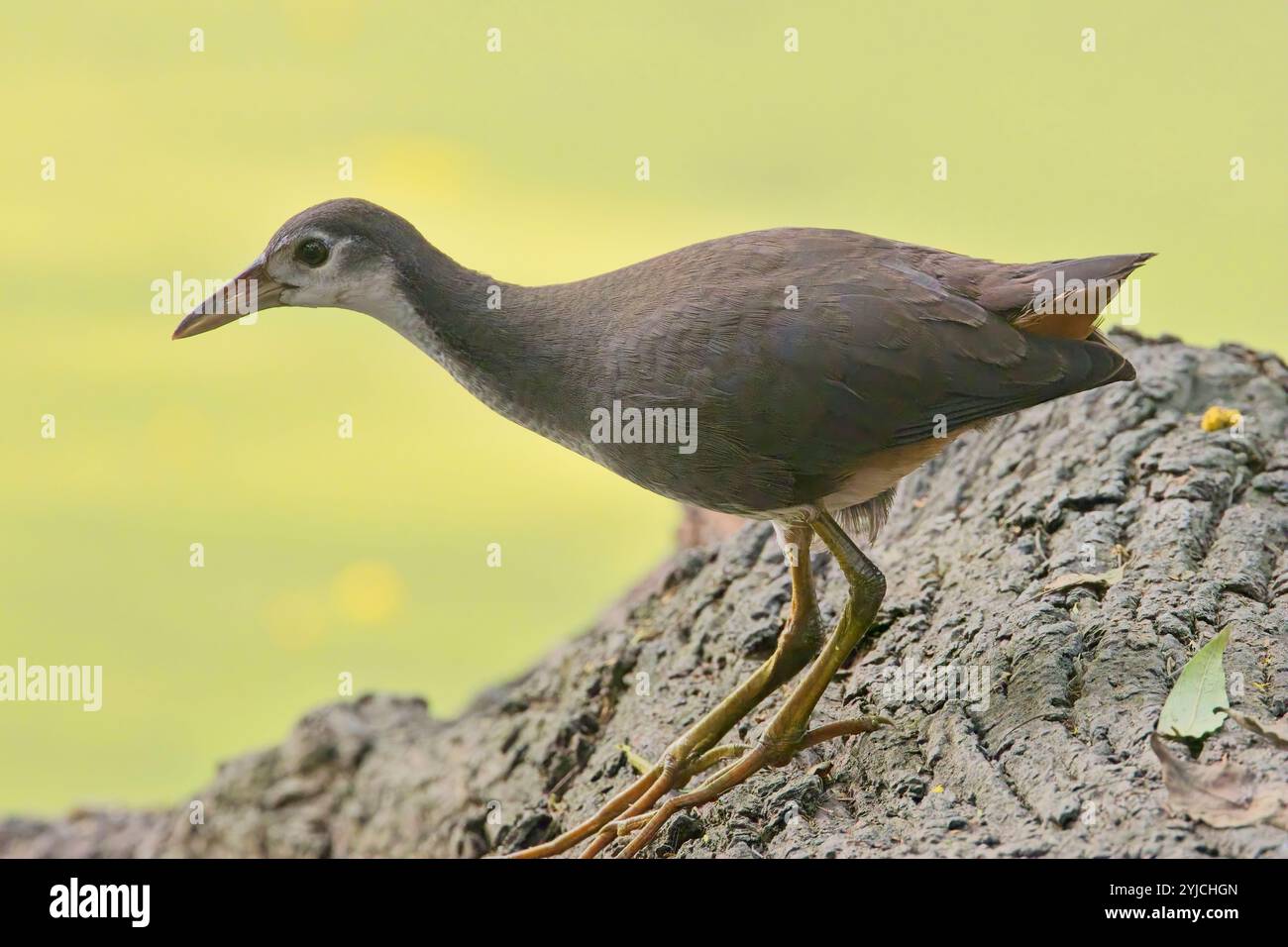 Weißbrust Waterhen (Amaurornis phoenicurus), Close, Bharatpur Vogelschutzgebiet, Keoladeo Nationalpark, Bharatpur, Rajasthan, Indien. Stockfoto