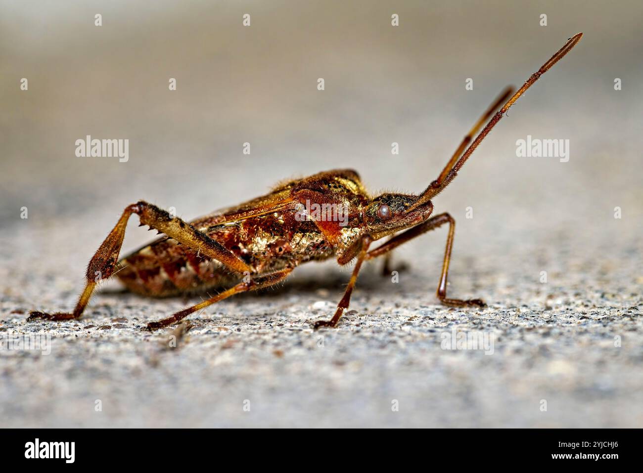 Ein amerikanischer Nadelkäfer Stockfoto