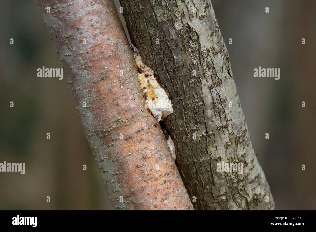 Ein Pilz, der zwischen zwei Ästen wächst, Arnside, Milnthorpe, Cumbria, Großbritannien Stockfoto