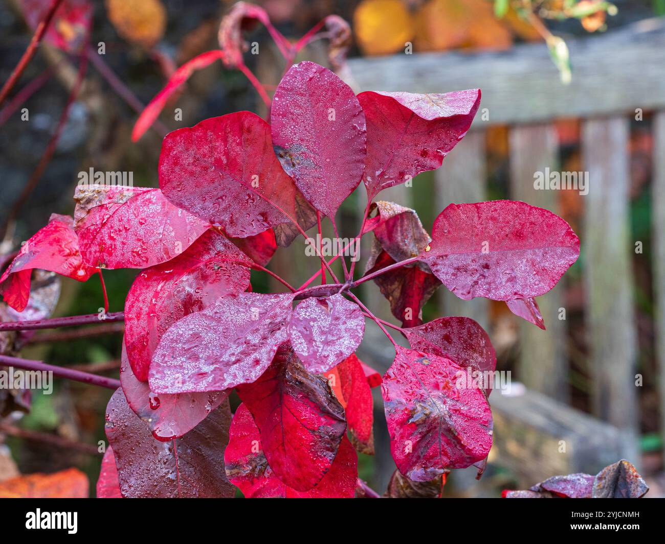 Das Laub des harten Laubrauchbusches Cotinus coggygria „Grace“ wird von Sommerlila zu Herbstrot Stockfoto