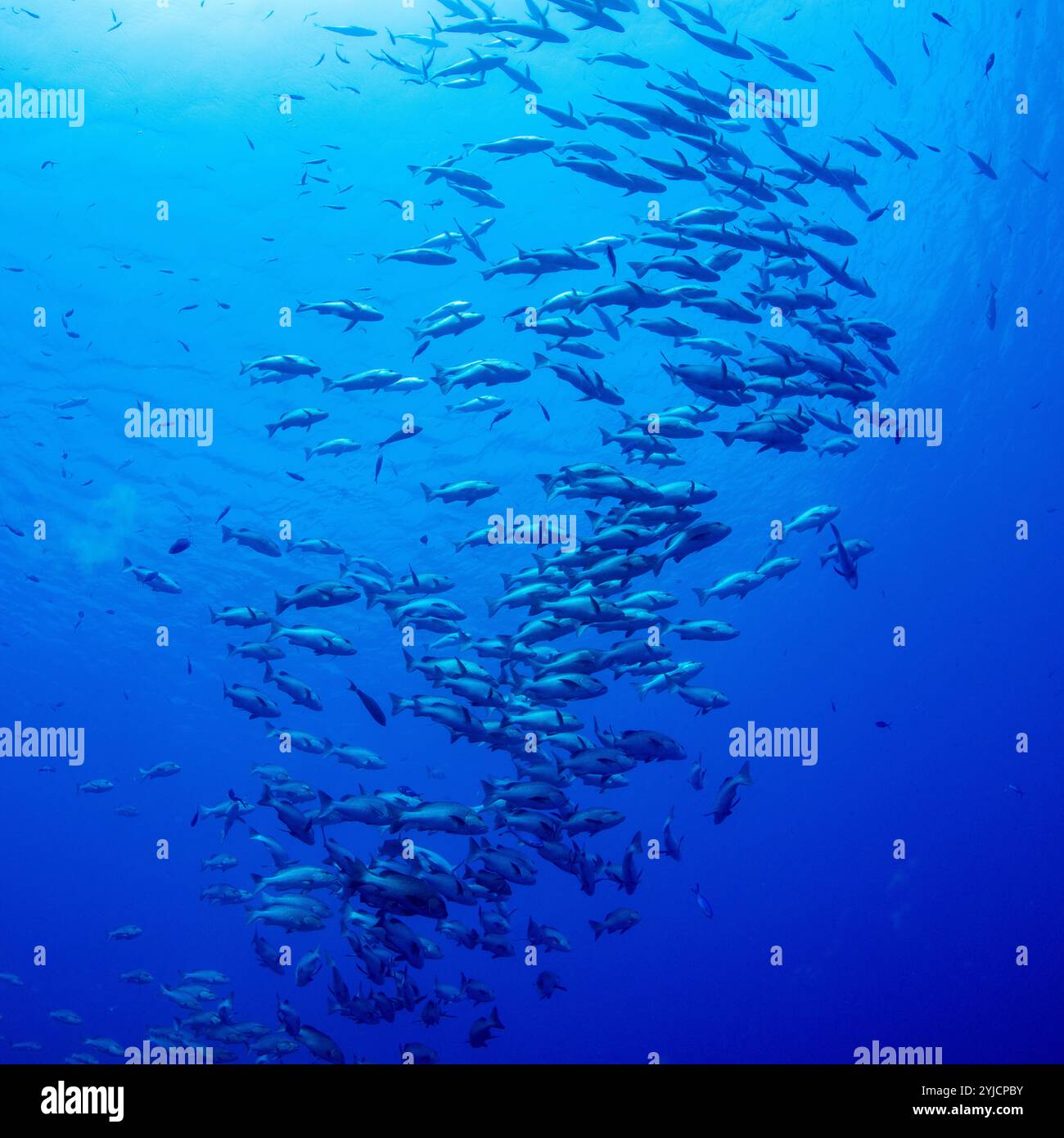 Fischschwärme von ras mohammed Rotes Meer Stockfoto