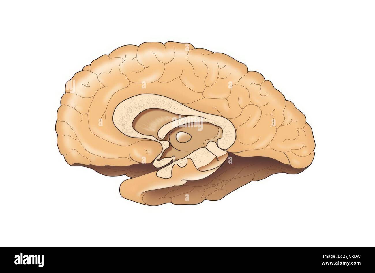 Das limbische System. Stockfoto