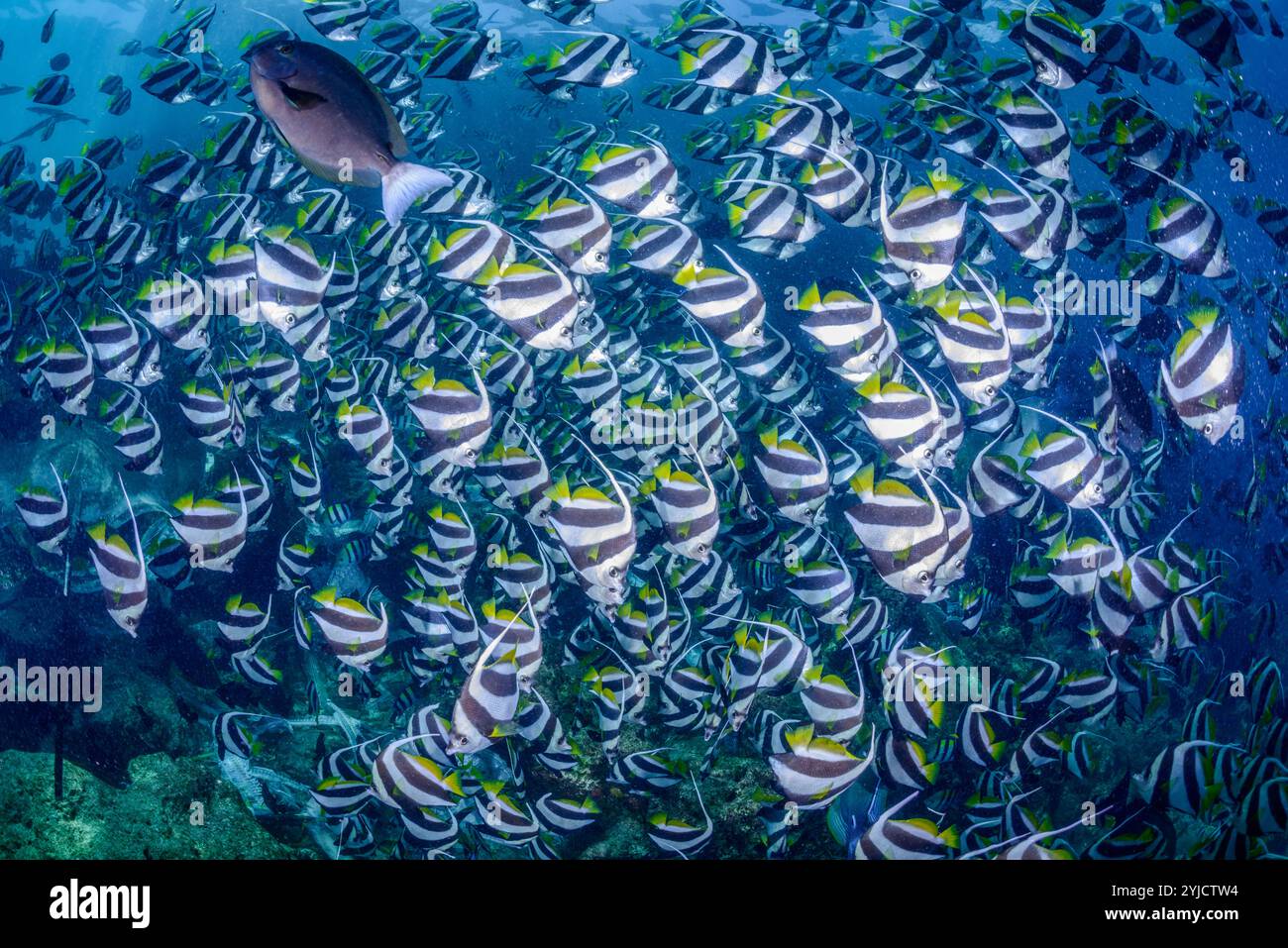 Fischfabrik malediven Stockfoto