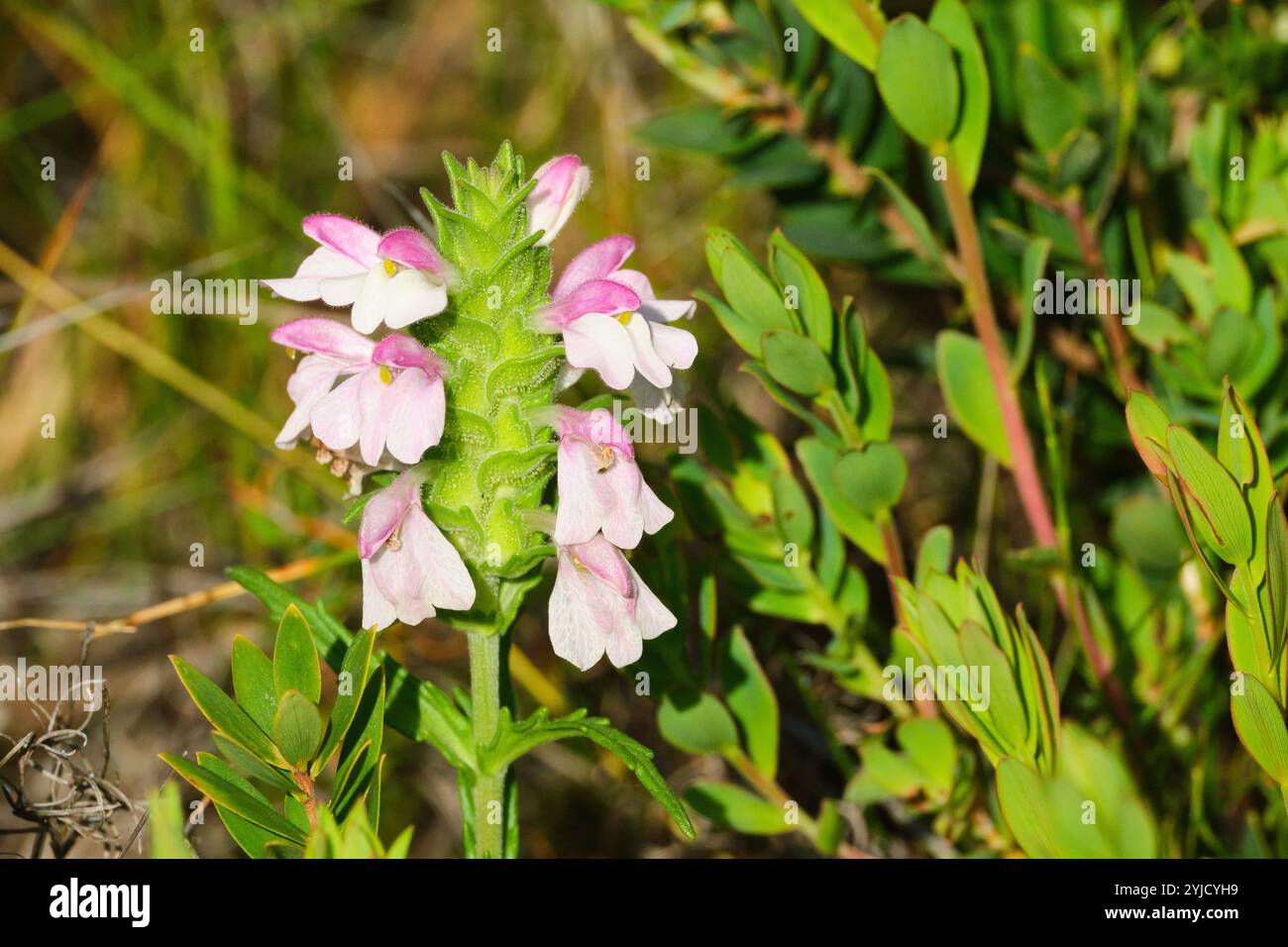 Mediterraner Lineseed, Bellardia trixago, wächst im Südwesten Westaustraliens, wo es sich um eine eingeführte Art handelt. Stockfoto