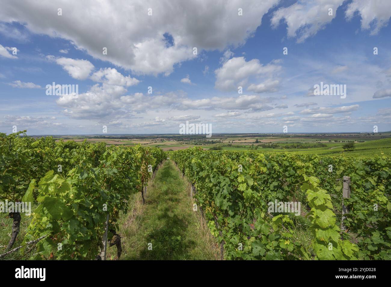 Weinberge bei Huettenbach, Unterfranken, Bayern, Deutschland, Europa Stockfoto