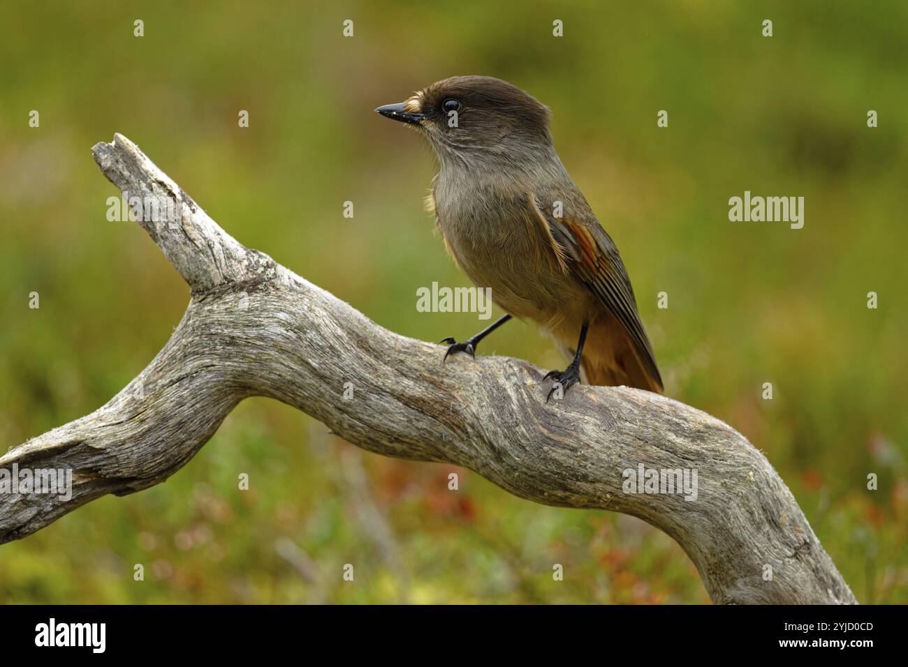 Unglück jay (Perisoreus infaustus), auf einem Baumstamm, seitlich gesehen, Vorderansicht, Herbststimmung, Nordfinnland, Finnland, Europa Stockfoto