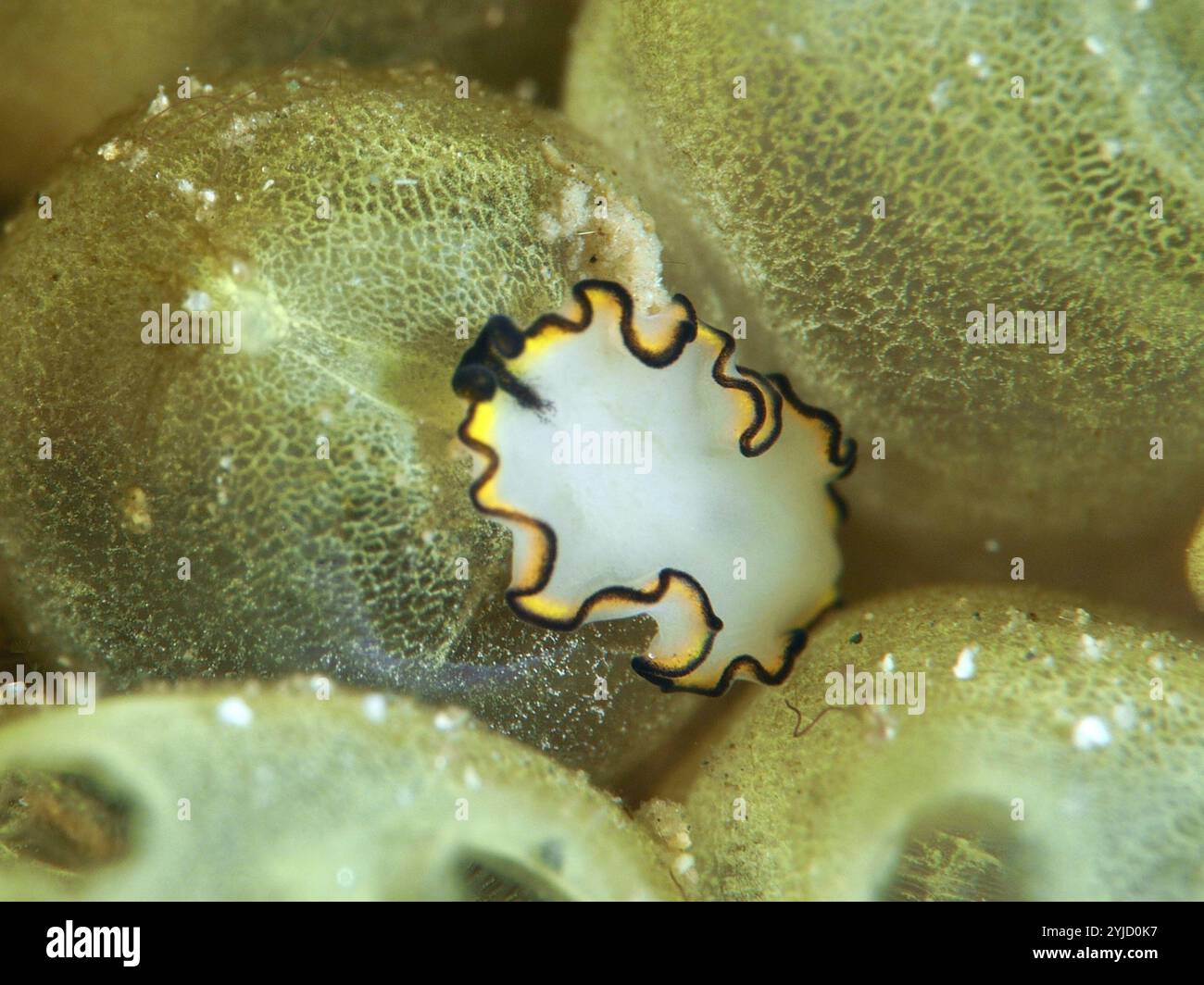 Dekorativer weißer Flachwurm, gelb-weißer Whirlpoolwurm (Pseudobiceros), auf einem Meeresschwamm. Tauchplatz Spice Reef, Penyapangan, Bali, Indonesien, Asien Stockfoto