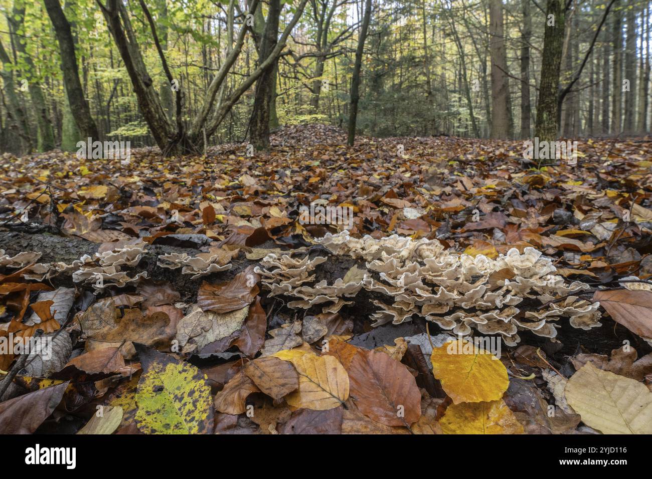 Eichenschichtpilz (Stereum gausapatum), Emsland, Niedersachsen, Deutschland, Europa Stockfoto