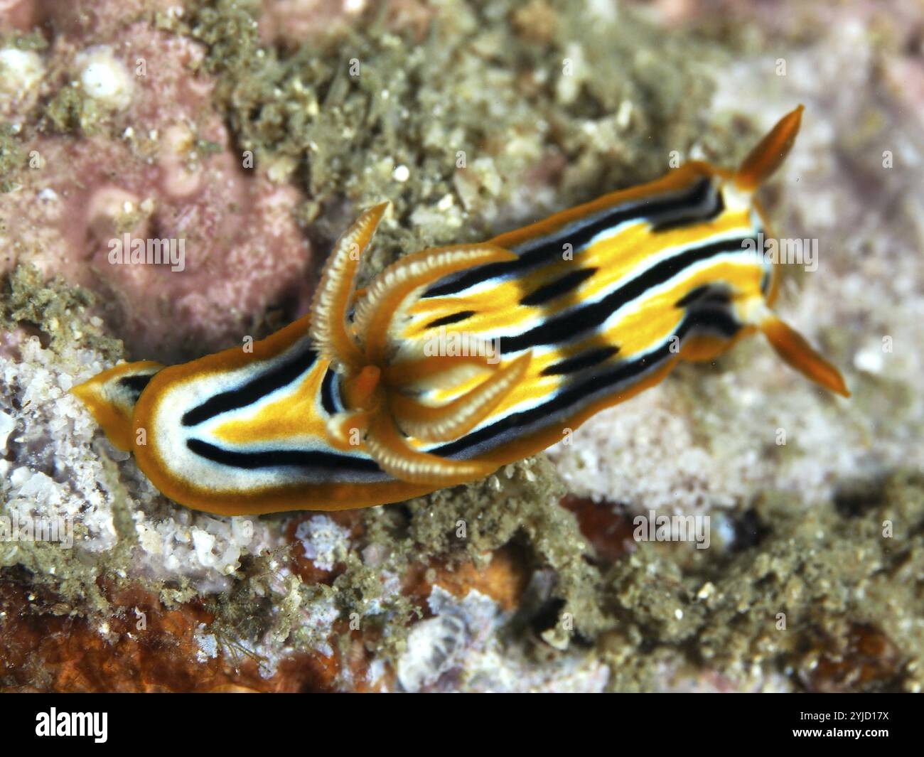 Gestreifte Nacktschnecke mit hellorangen Details, Coleman's Seestern (Chromodoris colemani). Tauchplatz Prapat, Penyapangan, Bali, Indonesien, Asien Stockfoto