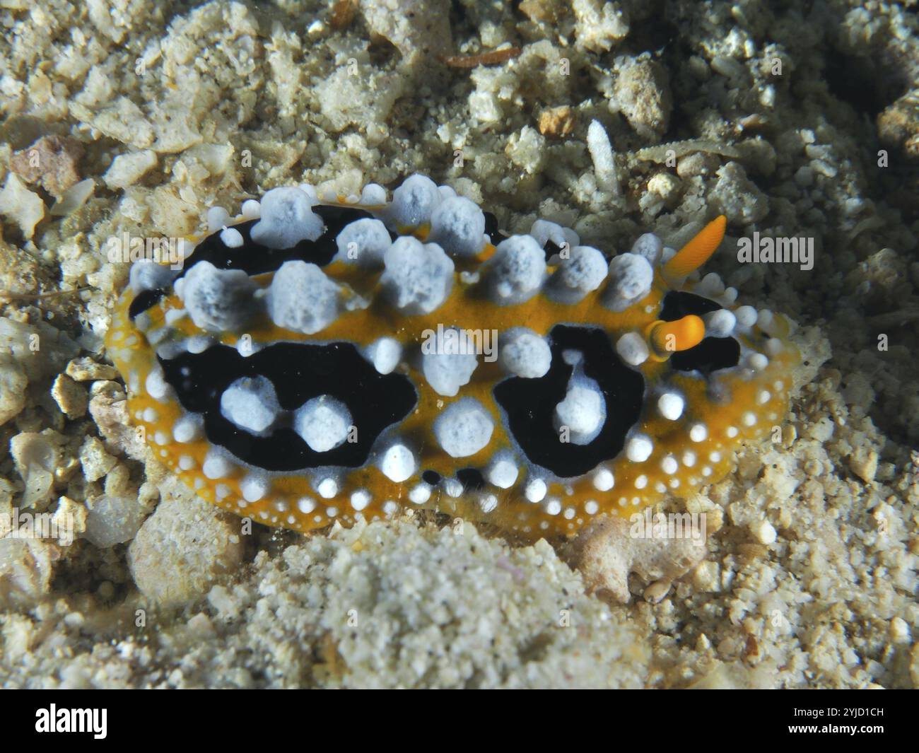 Schwarz-orange Meeresschnecke mit weißen Unebenheiten, Augenwarzenschnecke (Phyllidia ocellata), auf sandigem Meeresboden. Tauchplatz Spice Reef, Penyapangan, Bali, Indonesien Stockfoto