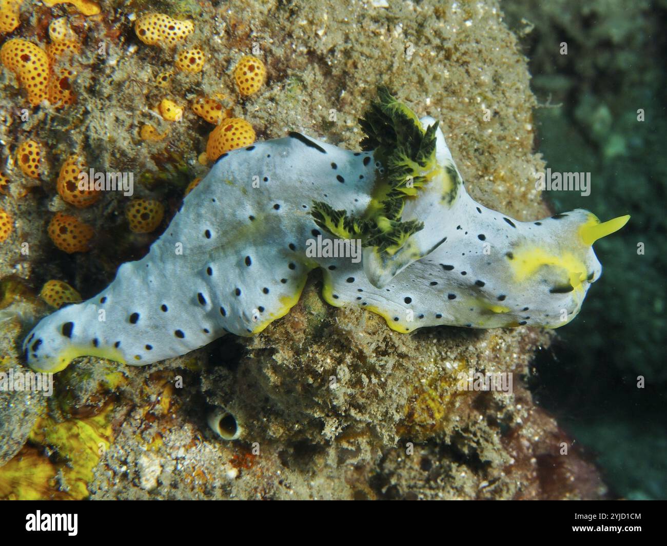 Schnecke mit Punktmuster und gelben Akzenten, graue Bananennudizweige (Notodoris serenae), krabbelnd auf Korallenriff. Tauchplatz Gondol Reef, Gondol, Bali Stockfoto
