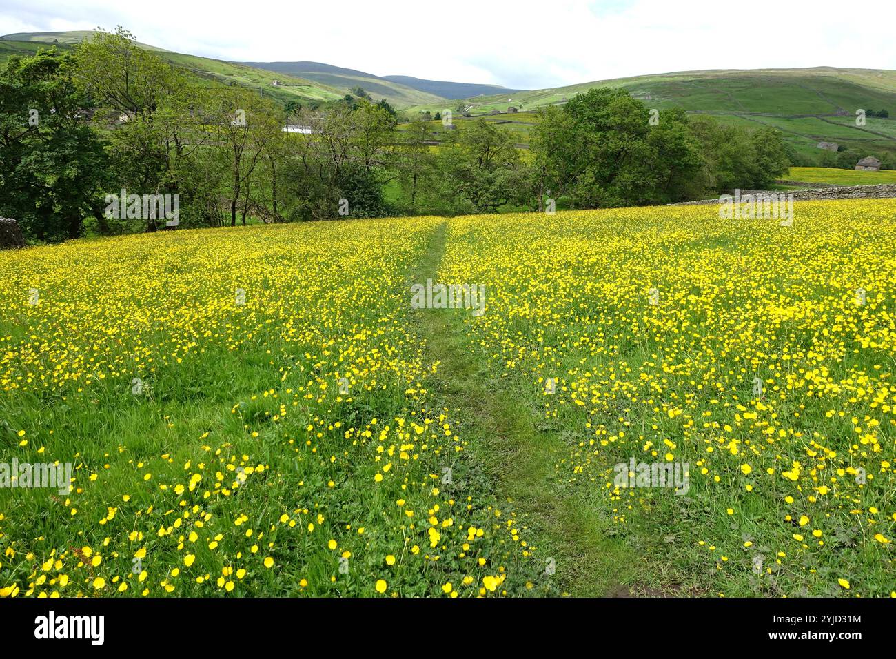 Der Pennine Way Path führt durch die Hay Meadows in der Nähe von Thwaite im Swaledale, Yorkshire Dales National Park. England, Großbritannien. Stockfoto