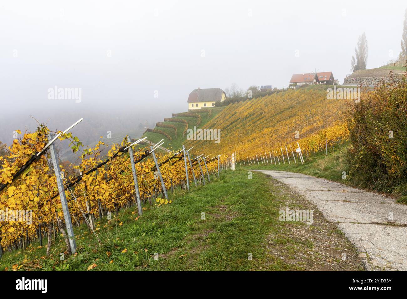Früh morgens Nebel über einem Weinberg, Kitzeck, Sausal, Steiermark, Österreich, Europa Stockfoto