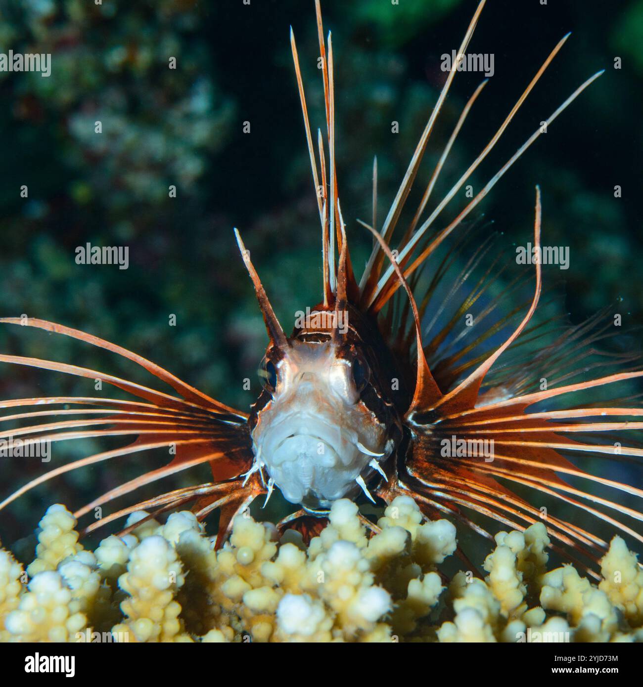 Löwenfisch Rotes Meer Stockfoto