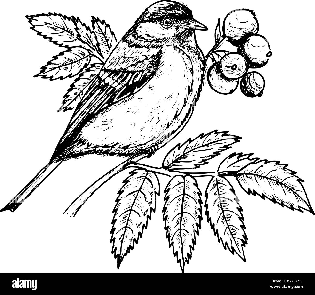 Bullfinch auf einem rowan-Zweig mit Beeren. Grafiken. Handgezeichnet mit Tinte. Schwarzweiß-Illustration für Bücher, Malbücher, Druck und Design. Vektor. Stadtvögel Stock Vektor