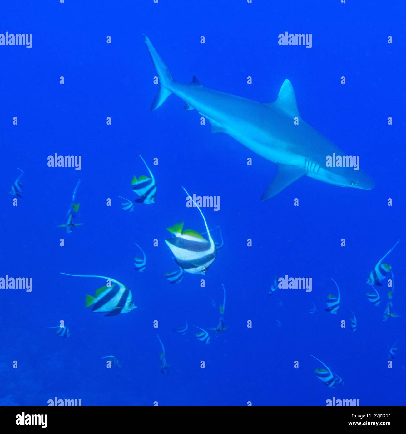 Grauer Riffhai, kleiner Bruder, rotes Meer Stockfoto