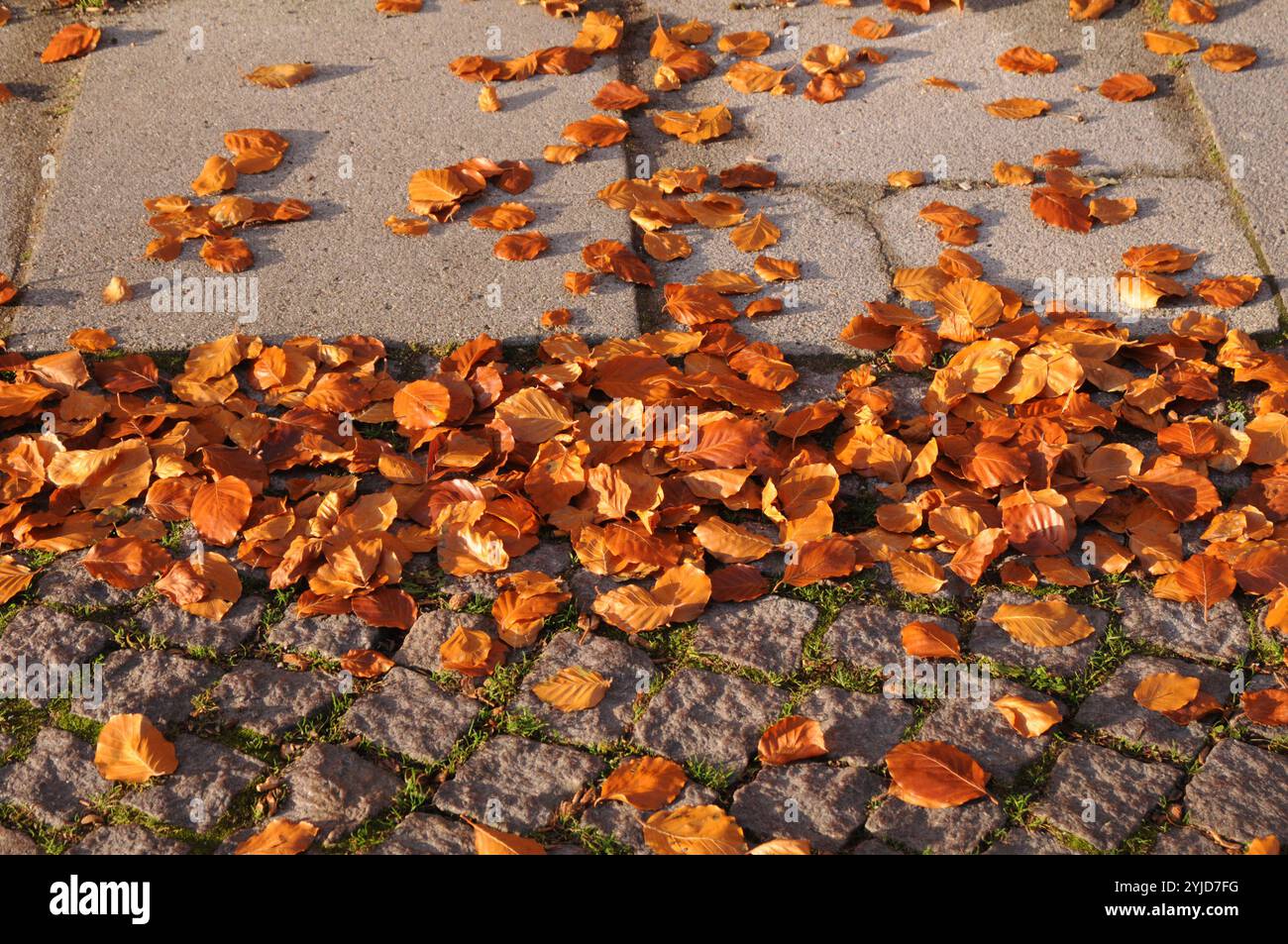 Kopenhagen/Dänemark/14 Nov. 2024/ Gelbes und braunes Laub in der dänischen Hauptstadt ist Herbstwetter oder Herbstsaison. (Foto. Francis Joseph Dean/Dean Pictures) (nicht für kommerzielle Zwecke) Stockfoto