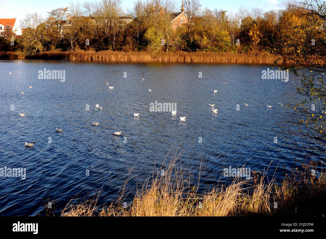 Kopenhagen/Dänemark/14. November 2024/Schwäne und Ucks und andere Wildvögel schwimmen im Teich. (Foto. Francis Joseph Dean/Dean Pictures) (nicht für kommerzielle Zwecke) Stockfoto