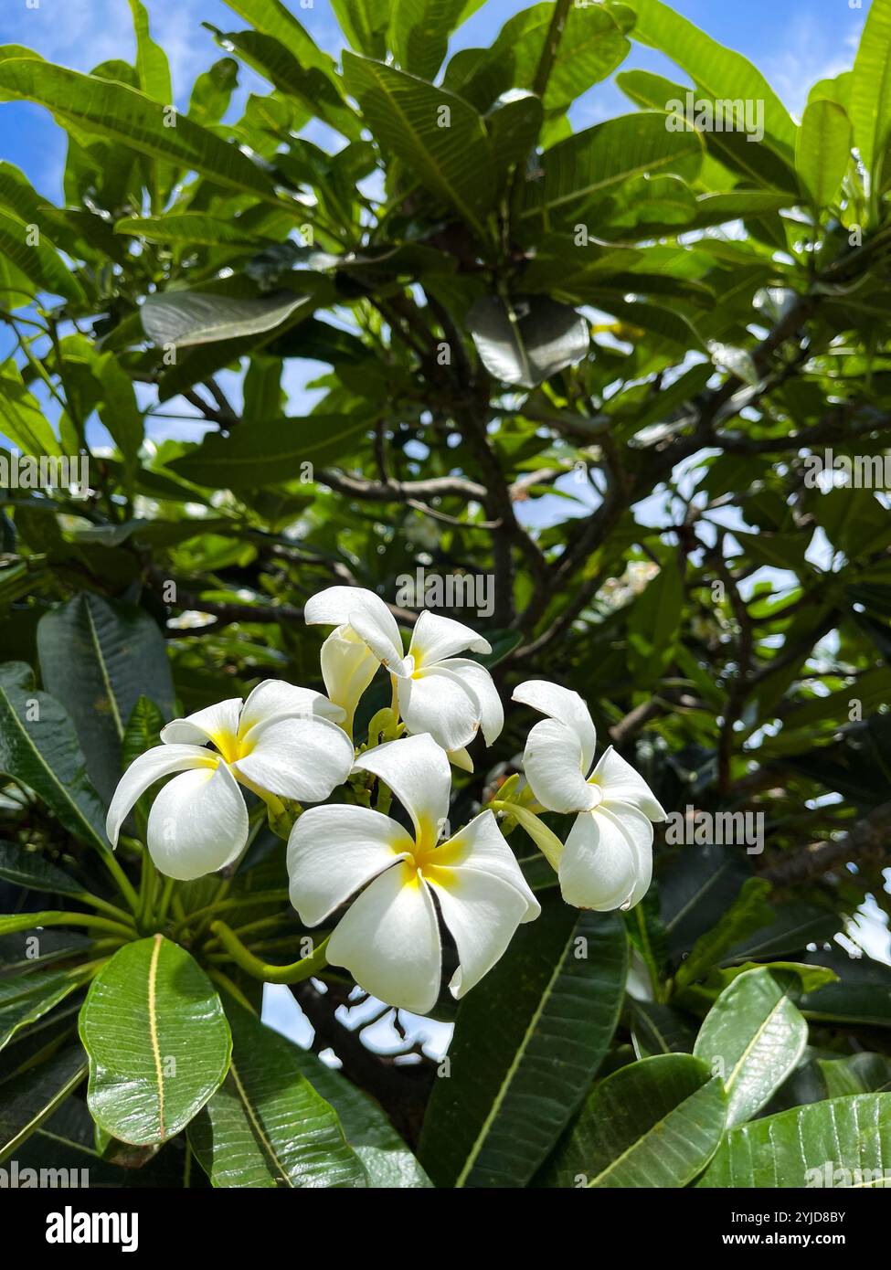 Nahaufnahme der weißen, duftenden Plumeria-Blüten in Hawaii. Die Blüten sind von dunkelgrünen Blättern umgeben, von denen Sonnenlicht durch die Blätter scheint. - Smartphone-aufgenommenes Stockfoto