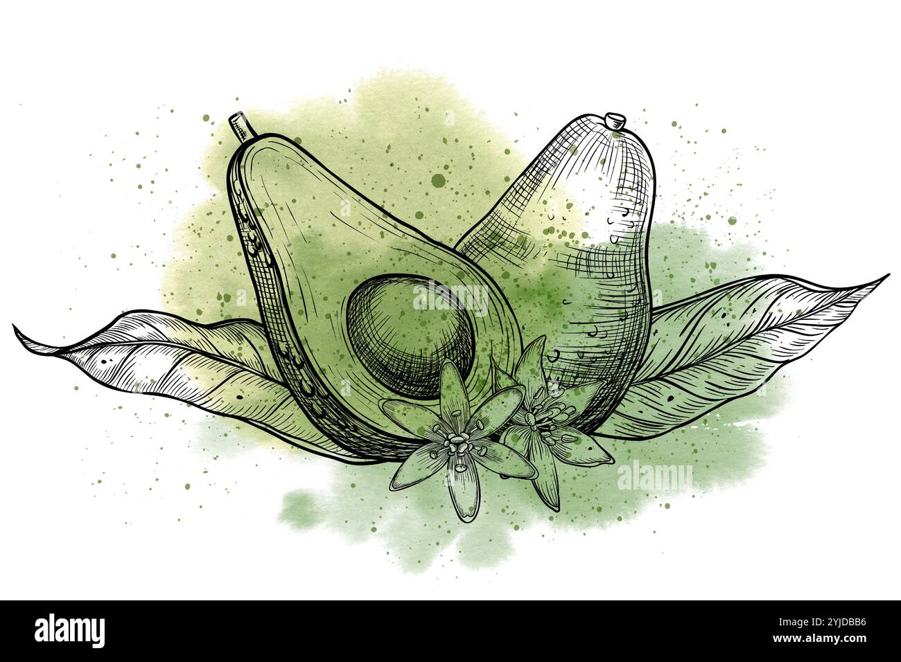 Lineare Avocado-Zeichnung mit grünen Aquarellflecken und Spritzern. Illustration von Früchten mit Blüten und Blättern. Umrissskizze von Lebensmitteln für Rezepte und Kochbücher. Linienkunst des Gemüses. Stockfoto