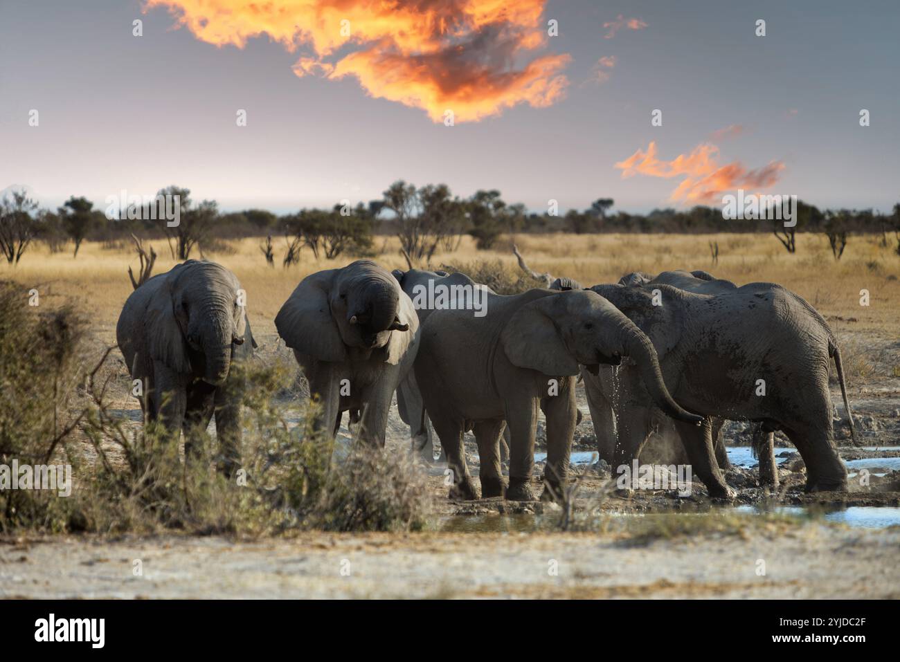 Elefantenherde trinken Wasser am Wasserloch im afrikanischen Busch, Sonnenuntergang in Kasane, Okavango Delta, Botswana Stockfoto