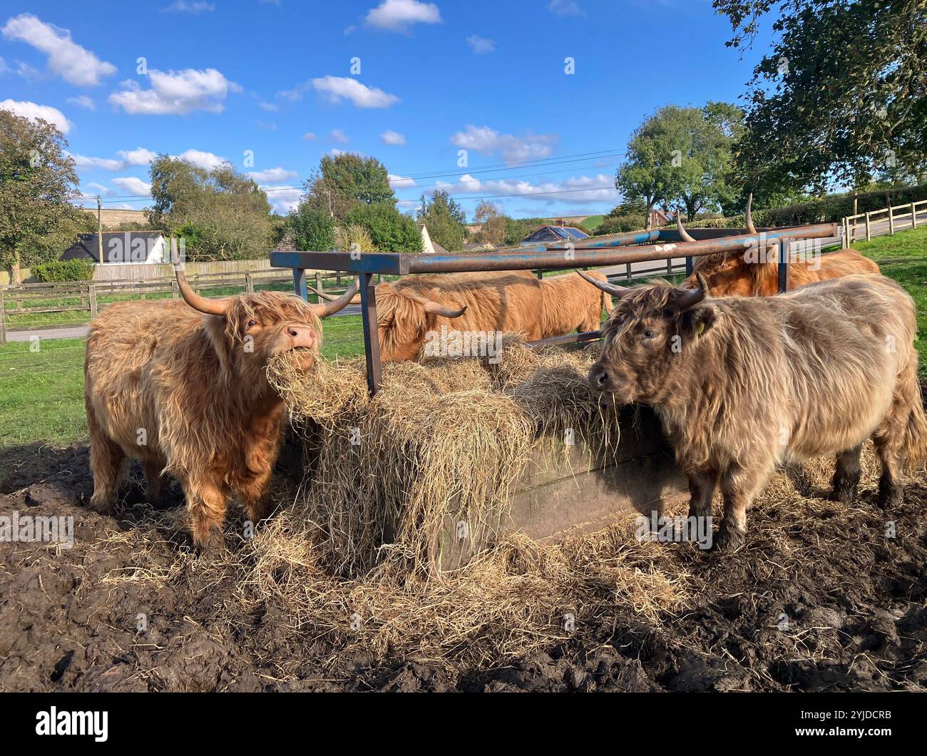 Süße Kühe um Heu rick, die im Spätsommer draußen gefüttert werden Stockfoto