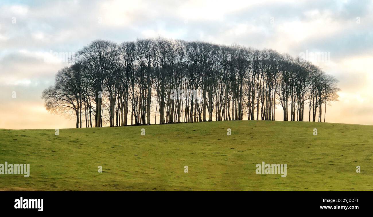 Nach Hause kommende Bäume, ein kleiner Baumbestand, der auf der A30 bei Lifton gefunden wurde, markiert die Grenze zwischen Cornwall und Devon Stockfoto