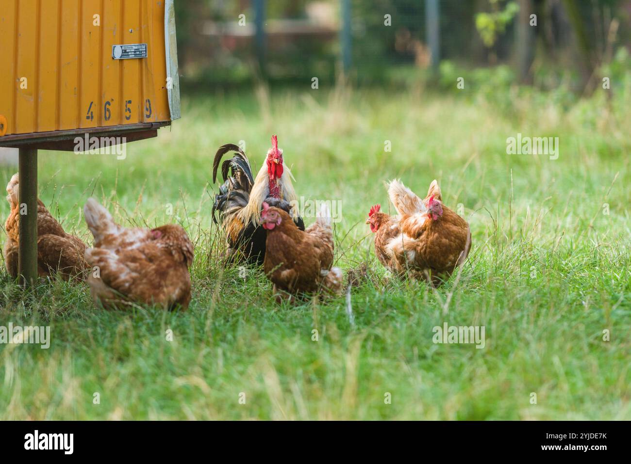 Haushühner Gallus gallus domesticus in einem Freigehege, Nordrhein-Westfalen Deutschland. Haushühner sitzt in einem Freigelände auf einer Wiese *** Haushühner Gallus gallus domesticus in einem Freigehege, Nordrhein-Westfalen Deutschland Haushühner sitzen in einem Freigehege auf einer Wiese Stockfoto