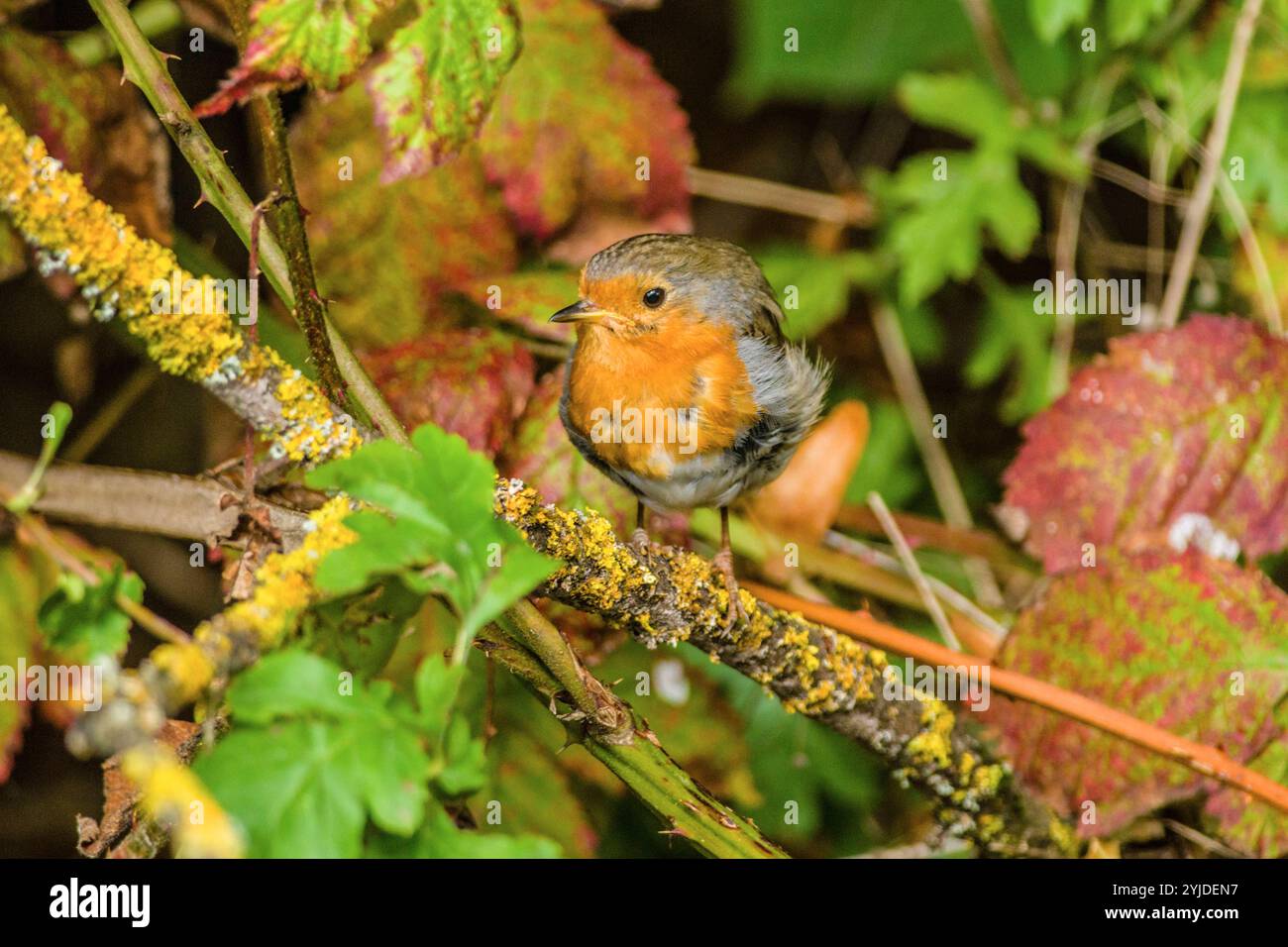 Ein Rotkehlchen Erithacus rubecula sitzt in einem Baum auf einem AST. Baden Württemberg, Deutschland ein Rotkehlchen sitzt auf einem AST *** Ein robin Erithacus rubecula sitzt auf einem Ast in einem Baum Baden Württemberg, Deutschland Ein robin sitzt auf einem Ast Stockfoto