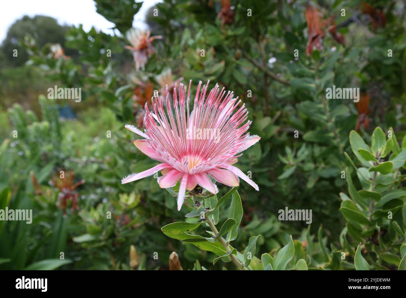 Protea Flower – Südafrikanische Nationalblume Stockfoto