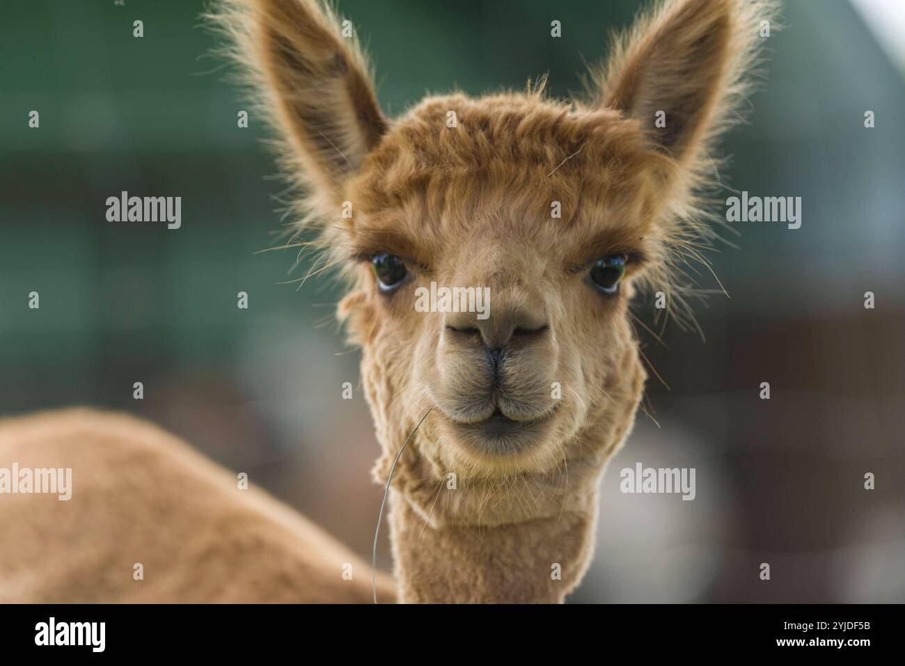 Ein in einem Gehege auf einem Bauernhof lebendes Alpaka Vicugna pacos, auch Pako genannt, schaut in die Kamera. Alpaka auf einem Alpakahof. *** Ein Alpaca Vicugna Pacos, auch Pako genannt, lebt in einem Gehege auf einem Bauernhof und blickt in die Kamera Alpaca auf einer Alpaka Farm Stockfoto