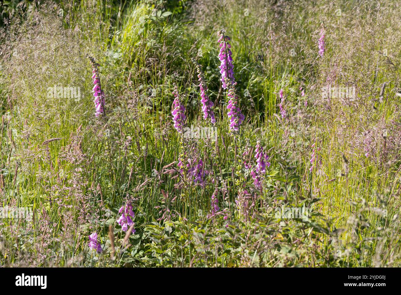 Roter Fingerhut, Fingerhut, Digitalis purpurea, Foxhandschuh, Fox-Handschuh, gewöhnlicher Foxhandschuh, lila Foxhandschuh, Damenhandschuh, La Digitale pourpre, la Grande Di Stockfoto