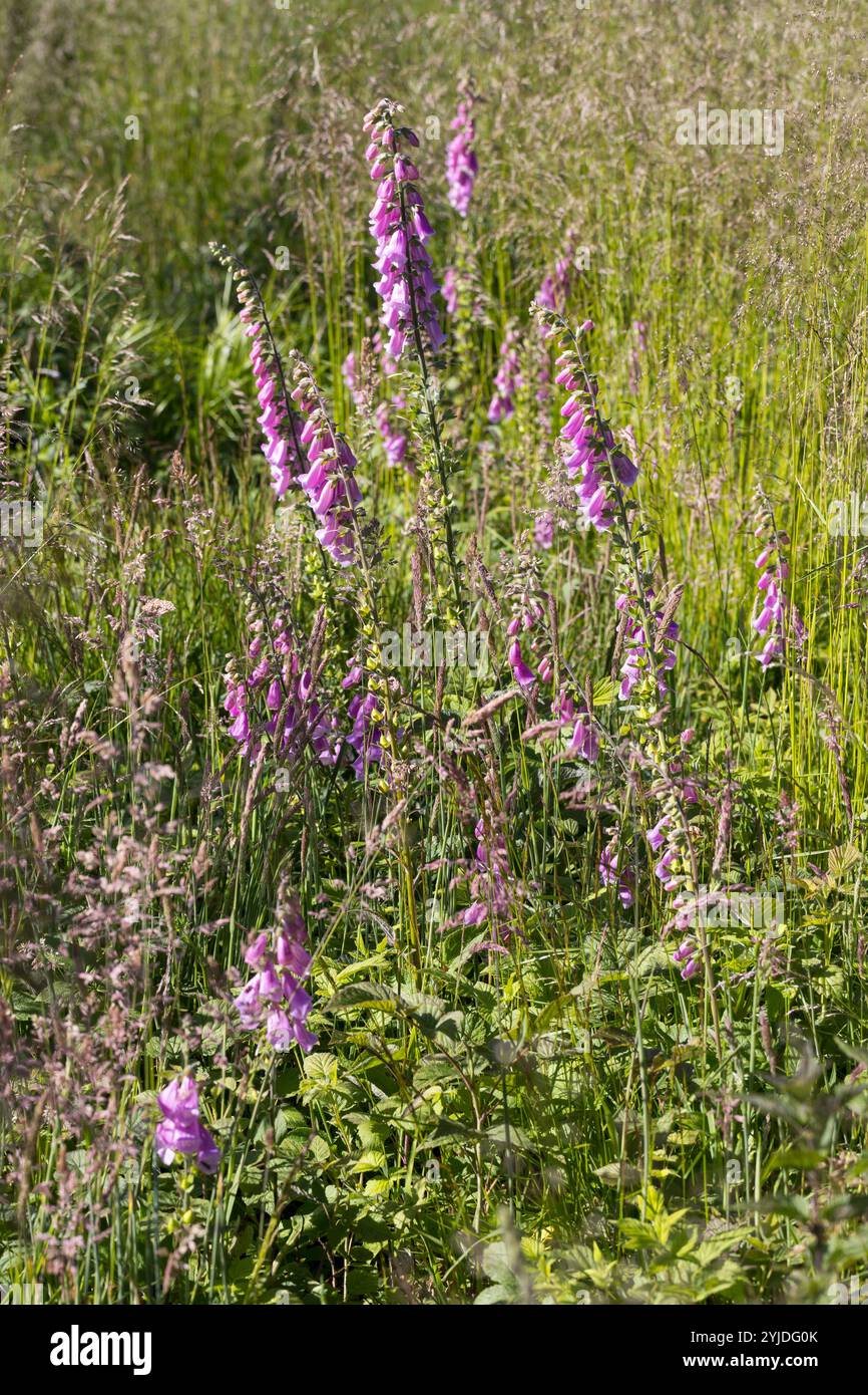Roter Fingerhut, Fingerhut, Digitalis purpurea, Foxhandschuh, Fox-Handschuh, gewöhnlicher Foxhandschuh, lila Foxhandschuh, Damenhandschuh, La Digitale pourpre, la Grande Di Stockfoto