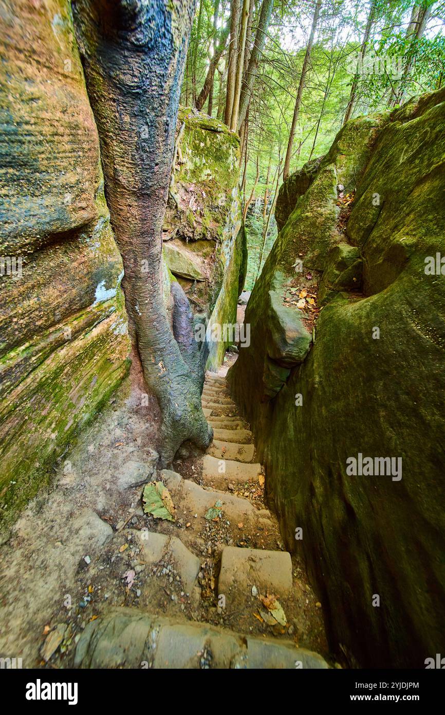 Die robuste Steintreppe im Mossy Forest Cantwell Cliffs Eye Level View Stockfoto