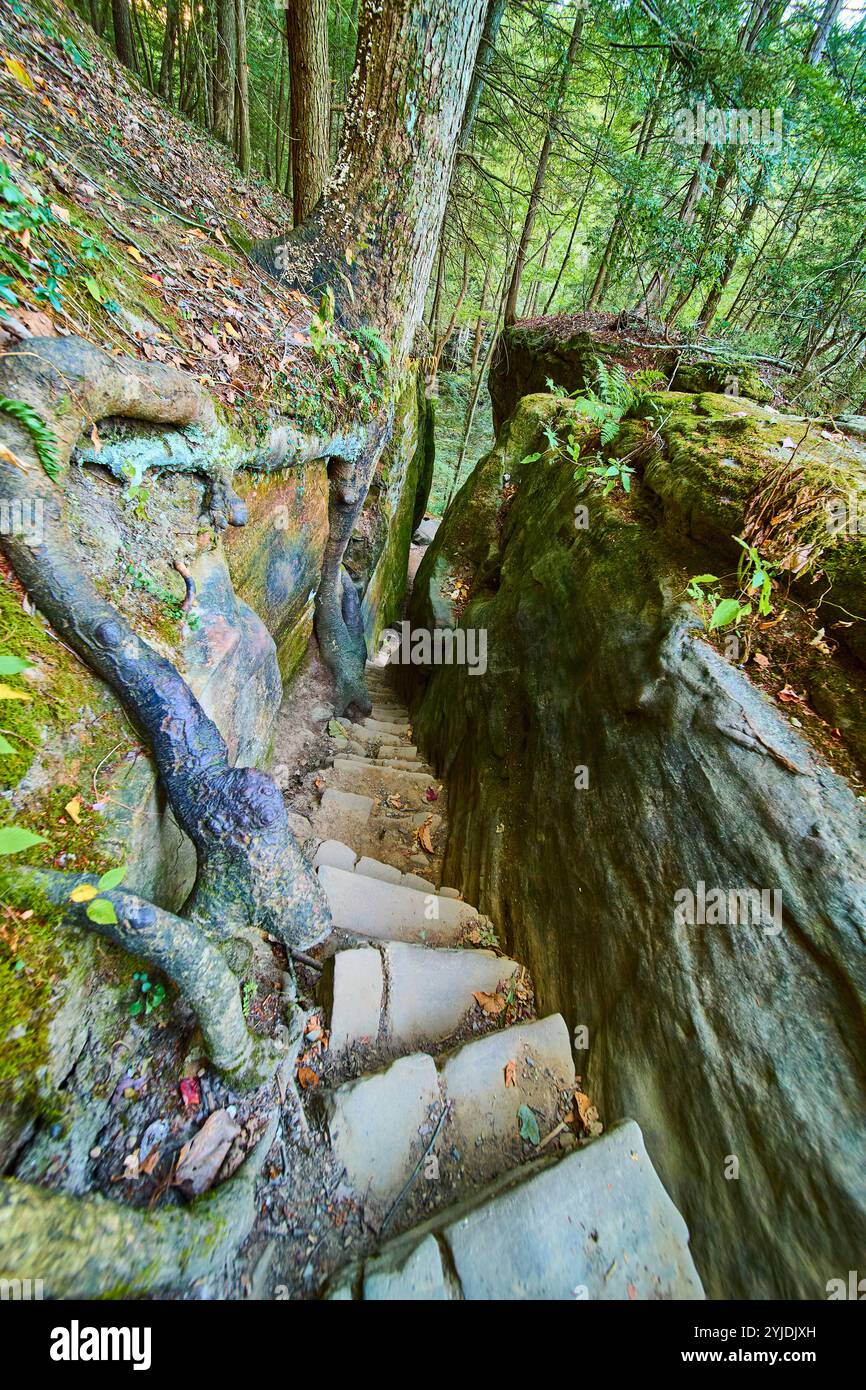 Cantwell Cliffs Steintreppenbewegung in den Wald Stockfoto