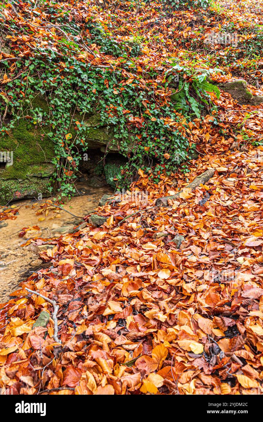 Die Quelle des Flusses Churn bei Seven Springs in der Nähe des Cotswold Dorfes Coberley, Gloucestershire, England, Großbritannien - Themse Zufluss Stockfoto