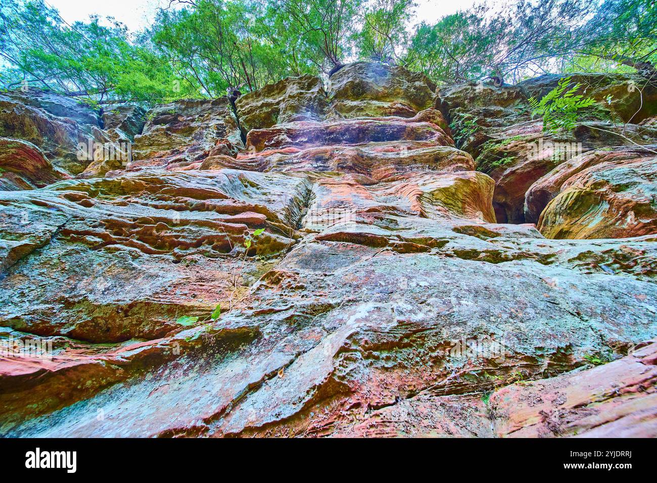 Sedimentary Rock Face and Laub, Blick nach oben bei Hocking Hills Stockfoto