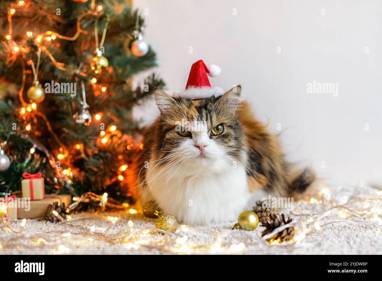 weihnachtskatze in roter Weihnachtsmannmütze isoliert auf weißem Hintergrund Stockfoto